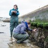Ƶ researchers examining artificial rockpools in Poole Harbour